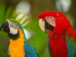 обои для рабочего стола: Разноцветные попугаи