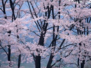 обои Вершины цветущей весной сакуры фото