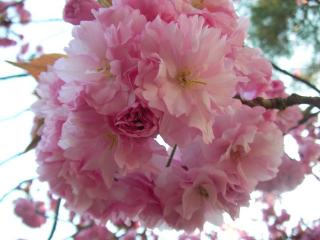обои Ветвь с розовым букетом цветов фото