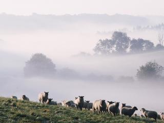 обои Отара овец в тумане фото