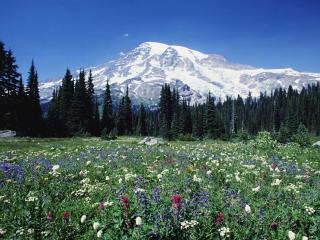 обои Поляна цветов у подножья горы фото