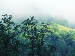 обои Туман на опушке леса фото