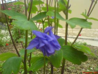 обои Неприметный голубой цветок фото