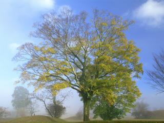 обои Большое осеннее дерево в маленьком тумане фото