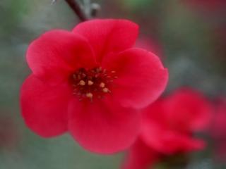 обои Красный цветок с пятью лепестками фото