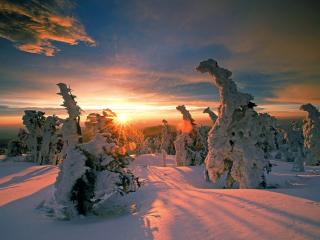 обои Snow-Covered Trees,   Hochharz National Park,   Saxony-Anhalt,   Germany фото