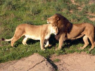 обои Два льва играются фото