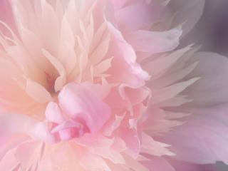 обои Пушистый розовый цветок фото