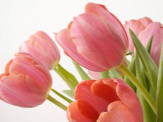 обои для рабочего стола: Букет розовых тюльпанов