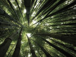 обои Bamboo Forest фото