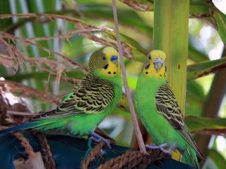 обои Зеленые попугайчики фото