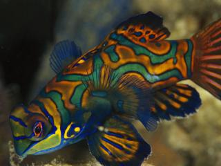 обои Mandarinfish,   Indonesia фото