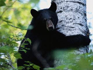 обои Черный медведь на дереве фото