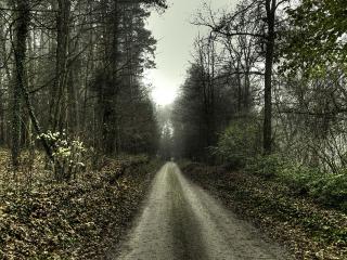 обои Дорога через лес фото