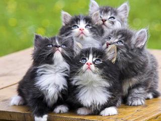 обои Пять серых котят фото
