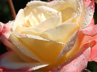 обои Чайная роза в капельках росы фото