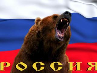 обои Россия медведь фото