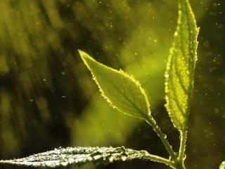обои Дождь омывает листья растения фото