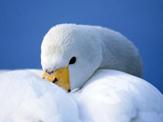 обои Белый лебедь фото
