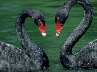обои Двое черных лебедей фото