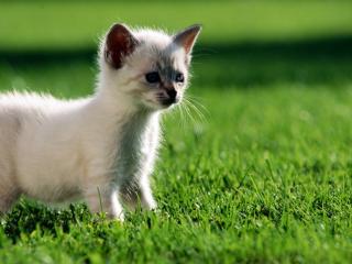 обои Маленький котенок на траве фото