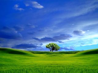 обои Одинокое дерево под нависшим небом фото