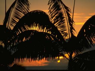 обои Причудливые пальмы на фоне тропического заката фото