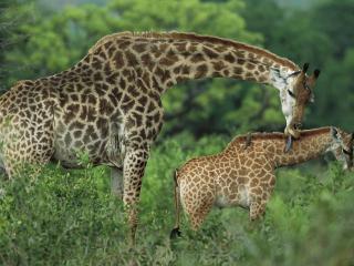 обои Семья жирафов фото