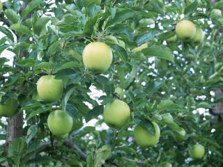 обои Ветка с зелеными яблоками в саду фото
