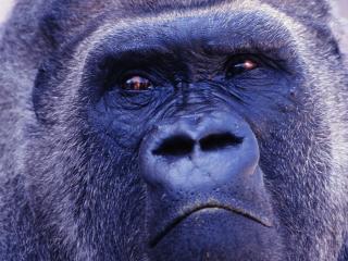 обои Голова строгой черной гориллы фото