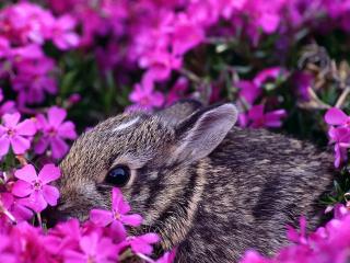 обои Пестрый кролик с зарослях сиреневых цветов фото