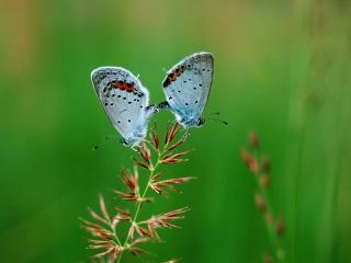 обои Две голубые пушистые бабочки встретились на цветке фото