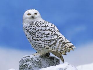 обои Снежная сова сидит на камне на фоне ярко-голубого зимнего неба фото