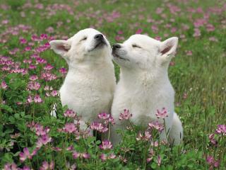 обои Жмурящиеся на солнце белые щенки в луговых зарослях фото