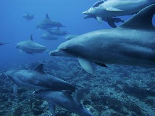 обои Умные дельфины плывут в одном направлении в синей воде фото