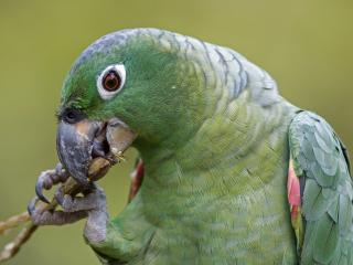 обои Зеленый попугай завтракает в одиночестве фото