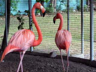 обои Розовые фламинго за решеткой зоопарка фото