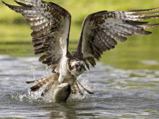 обои Охотящаяся на рыбу птица с широким размахом крыльев фото