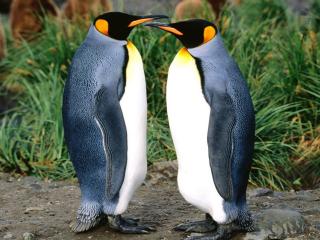 обои Два пингвина с синими спинками встретились пообщаться фото