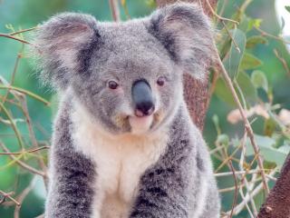 обои Ушастая коала в поисках завтрака фото