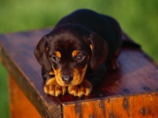 обои для рабочего стола: Dachshund Puppy