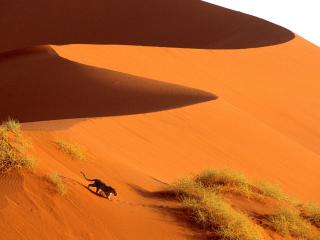 обои Crossing the Sand Dunes of Sossusvlei Park,   Namibia,   Africa фото