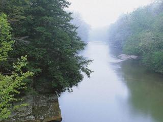 обои Лесная река пасмурным утром фото