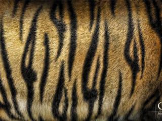 обои Тигровая шкура фото