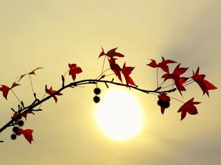 обои Осенняя веточка на фоне заходящего солнца фото