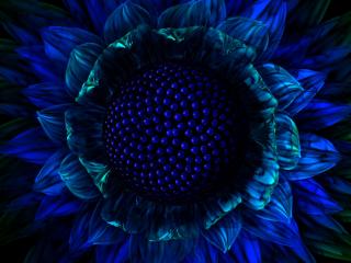 обои Абстракция - экзотический синий цветок фото