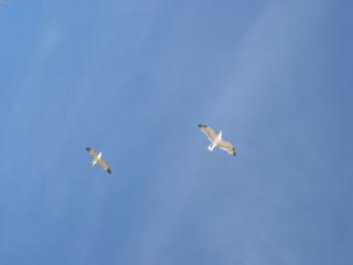 обои Чайки в небе фото