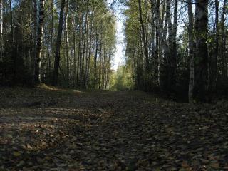 обои Дорога в лес фото