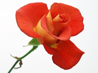 обои Желто-красная роза фото