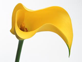 обои Цветок- жолтый флажок фото